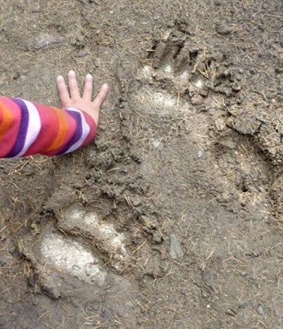 Young girl placing her hand in a bear pawprint