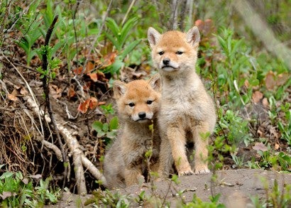 Coyote pups sitting outside their den