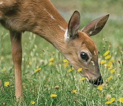 Deer eating wildflowers. 