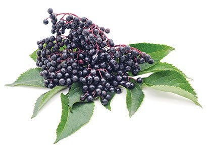 Elderberries, a small purple berry.