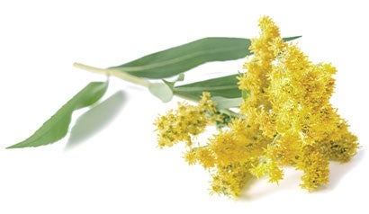 goldenrod, a yellow plant with green leaves