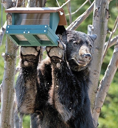 Photo of a bear hanging on a bird feeder