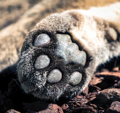 Close up of a mountain lions paw