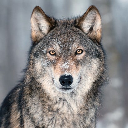 Beauty shot of a wolf