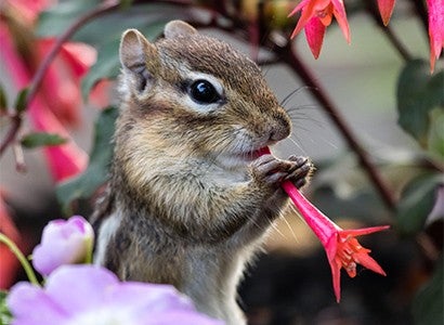 chipmunk eating a flower