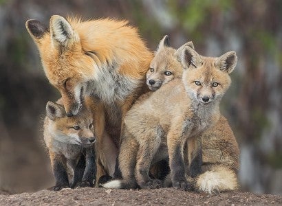 mother fox cuddling with kits