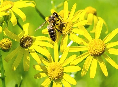 bees on groundsel flowers