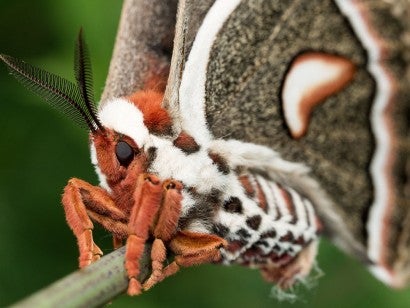 Orange, white, and brown sweat moth on grass