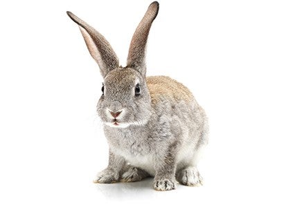 brown rabbit on a white background