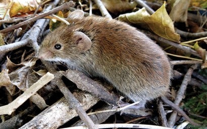 Photo of a Southern red-backed vole