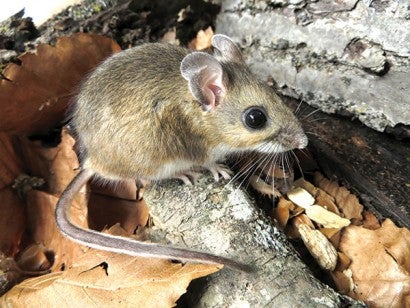 Photo os a white footed mouse