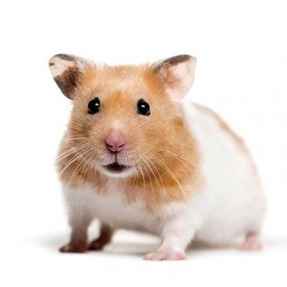 Photo of a hamster on white background