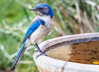 a bluebird sitting on a bird bath