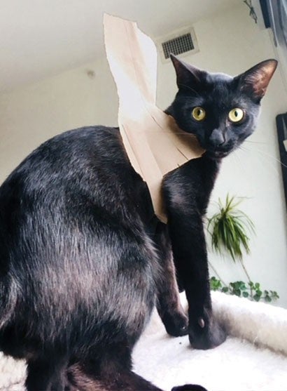 A black cat playing with a paper grocery bag