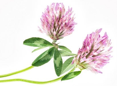 clover on a white background