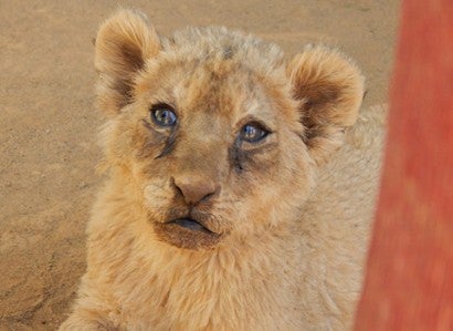 Lion cub at petting facility in South Africa
