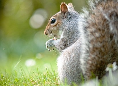 closeup of a gray squirrel