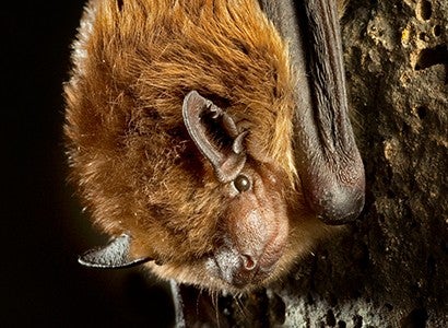 closeup of a brown bat