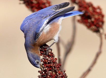 a blue bird snacks on native sumac berries