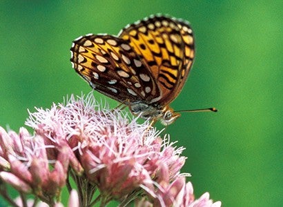 butterfly on a joe-pye weed flower