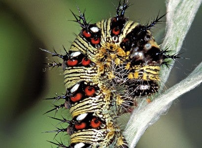 An American painted lady caterpillar is curled up on a leaf