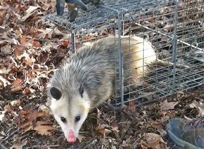 oppossum being released from a cage into the wilde