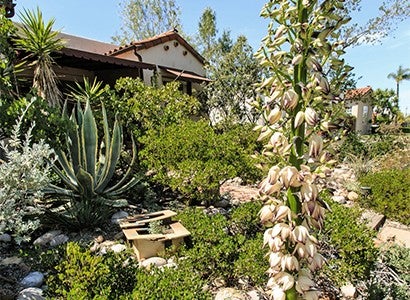 blooming yucca in a garden