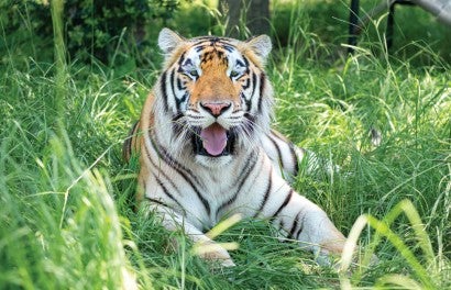 Photo of Loki the tiger laying in the grass.