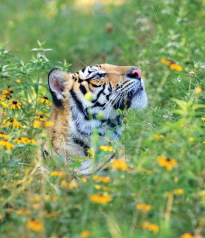 Photo of India the tiger peeking out of tall grass and wildflowers.