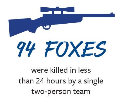94 foxes were killed in less than 24 hours by a single two-person team.