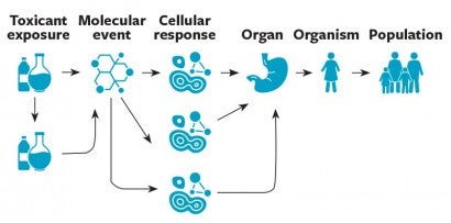 Graphic showing how mapping biological pathways works. The toxicant exposure leads to a molecular event, which leads to a cellular response, which leads to a response at the organ level, then the organism (person) level, then the population level.