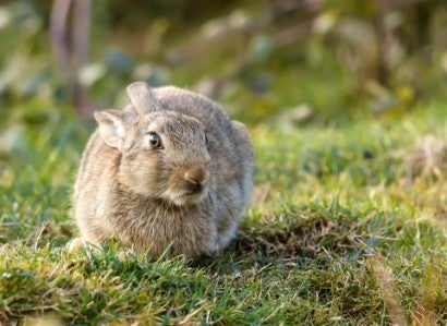 A scared rabbit with its ears pulled back looks nervously into the distance