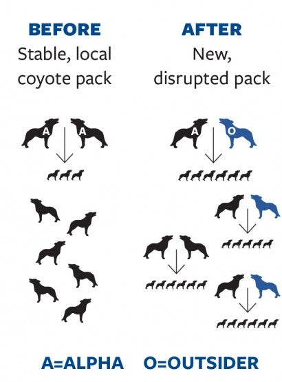 Diagram showing the consequences of a disrupted coyote pack.