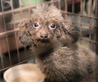 An ungroomed B.B. was found in a dirty cage on a puppy mill.