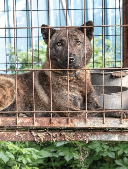 Dog in a filthy cage on a dog meat farm