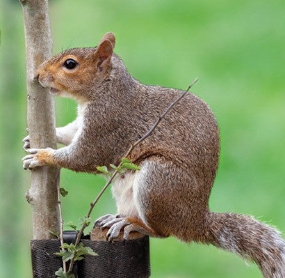 Photo of a squirrel