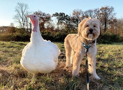 Minnow the dog standing next to Blossom the turkey.