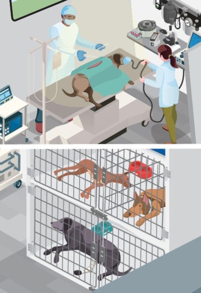 Illustration showing sick dogs in the mobile vet unit's kennels and veterinarians performing surgery on a dog.