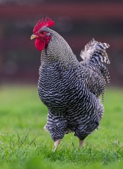 A chicken standing in a grassy field