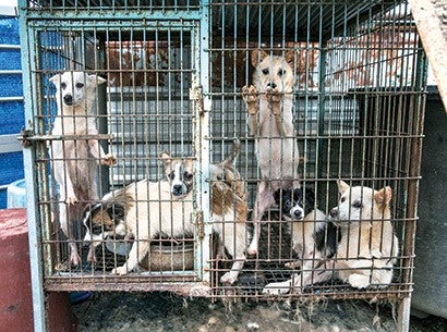 Dogs in a cage in a South Korea dog meat farm.