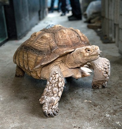 A tortoise walking on the filthy floor of a pet store.