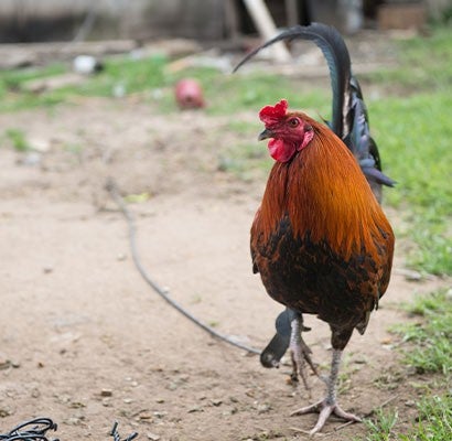 A rooster attached to a tether that was bread for cockfighting