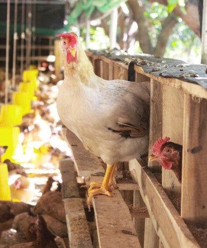 A hen at a Viet Name farm perches outside a box.