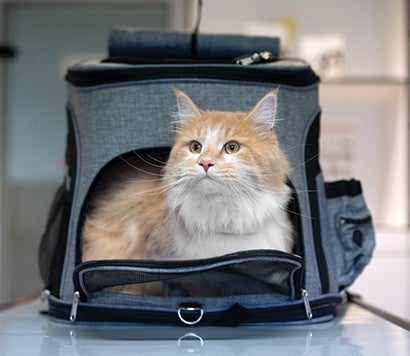 Cat in a fabric carrier on an exam table.