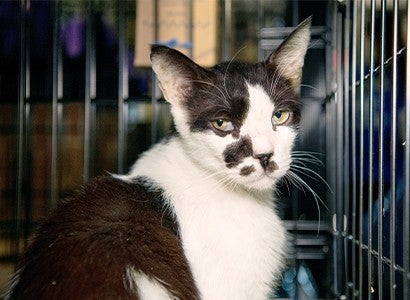 A black and white cat is confined to a small, dark cage, looking at the camera with a sad but vacant expression