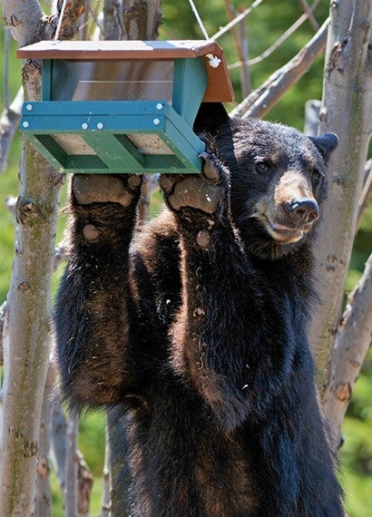 Black bear feeding on birdseed in backyard