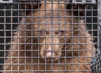 bear in a cage