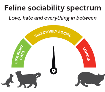 Spectrum showing different temperaments of house cats, ranging from being affectionate to most other cats to be a loner.