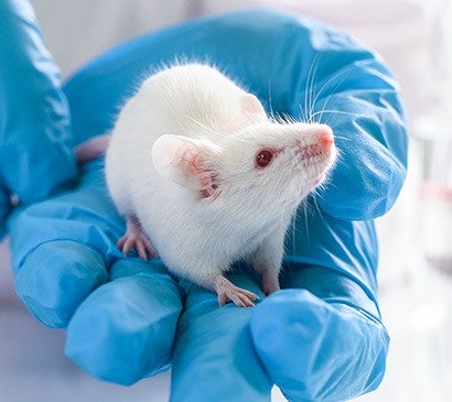Gloved hands holding a white mouse.