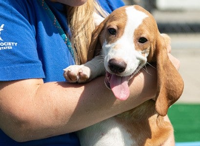 Happy beagle plays with HSUS staff member at rehab center